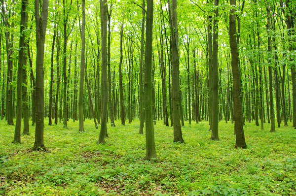 Зеленый лес
