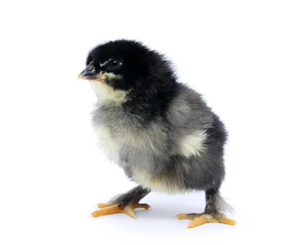 Lilla kycklingen — Stockfoto