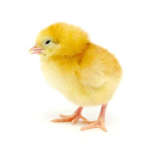 stock image Little chicken