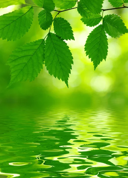 stock image Green leaves