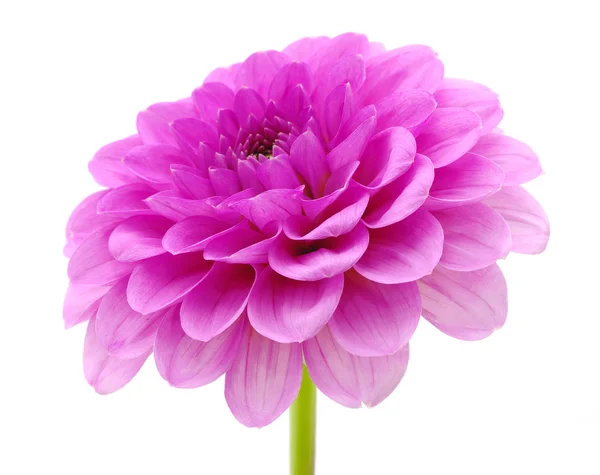 stock image Pink flower