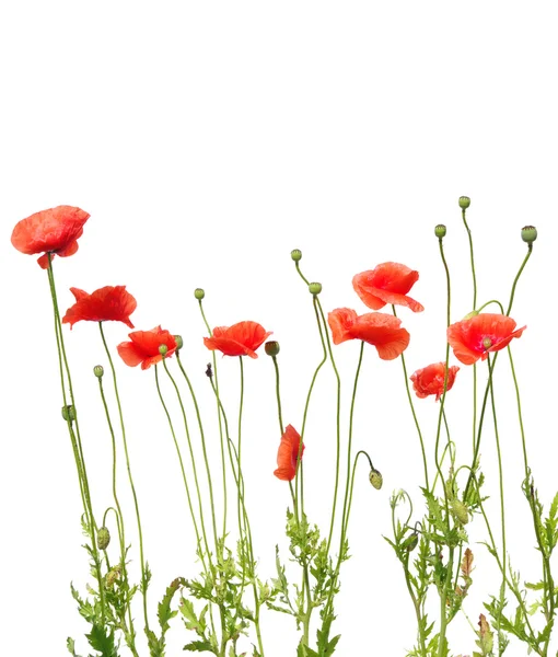 Poppy merah yang indah — Stok Foto