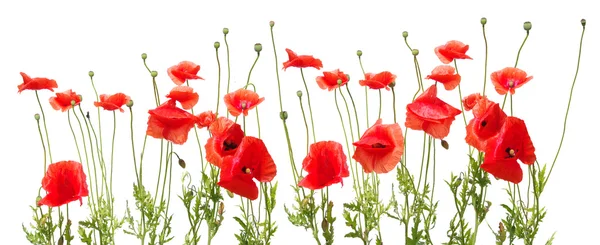 stock image Red poppies