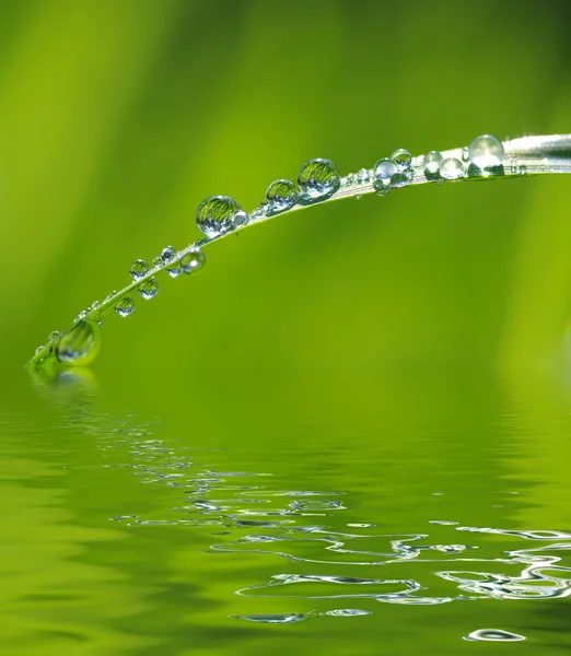 stock image Water drops