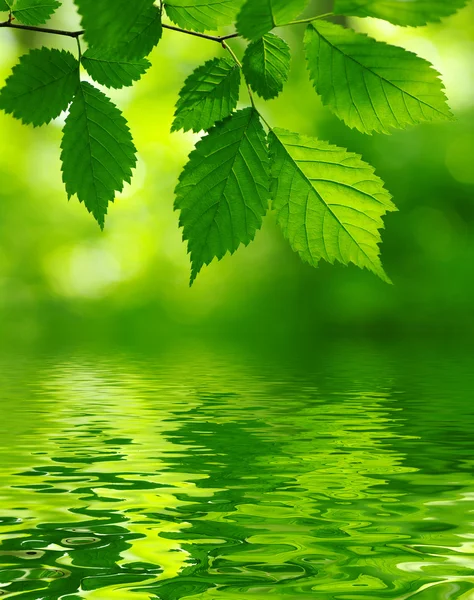 stock image Green leaves