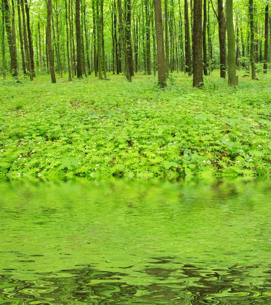 stock image Green forest