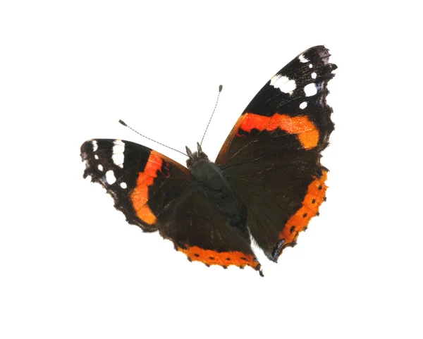 Schmetterling auf Weiß — Stockfoto