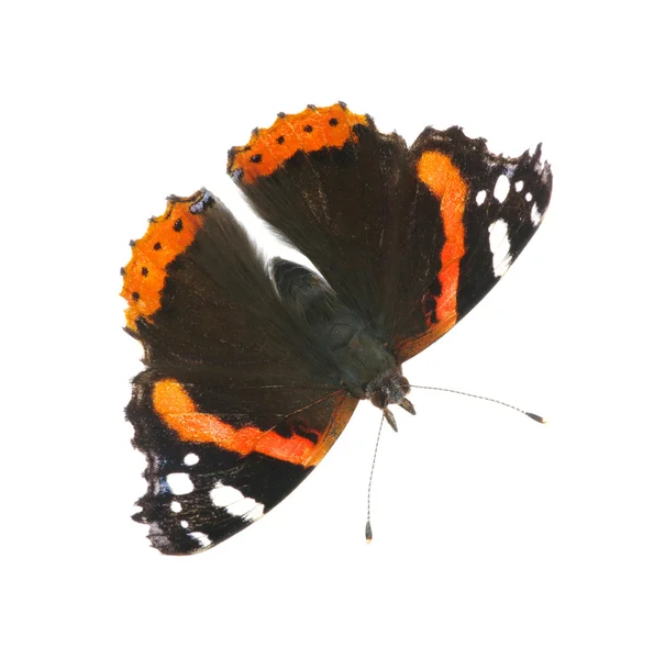 Schmetterling auf Weiß — Stockfoto