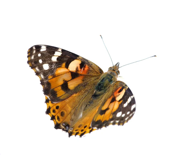 Vanessa atalanta — Stockfoto