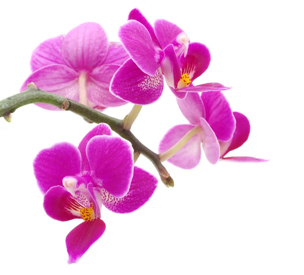 Orquídea rosa — Foto de Stock