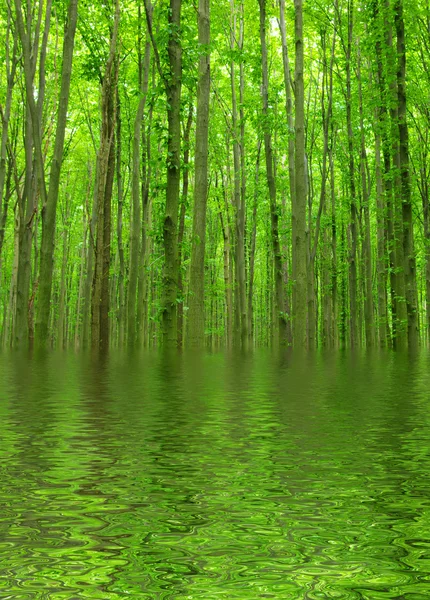 stock image Green forest