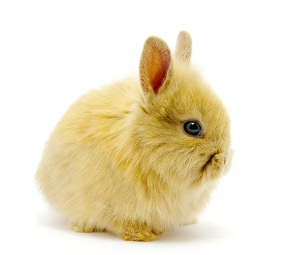 작은 갈색 토끼 — 스톡 사진