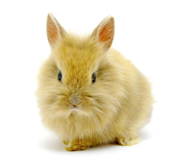 Malé hnědé králík — Stock fotografie
