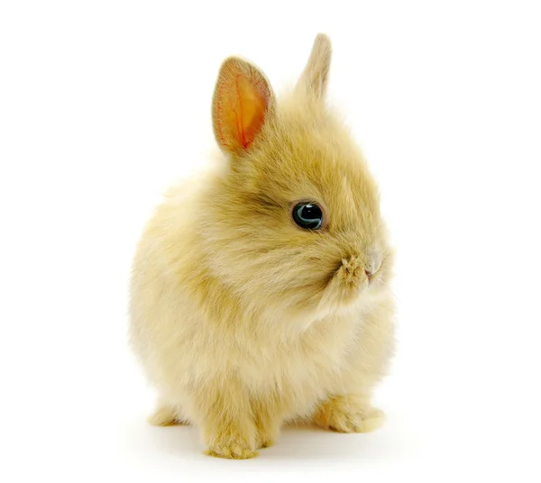 Small brown rabbit — Stock Photo, Image