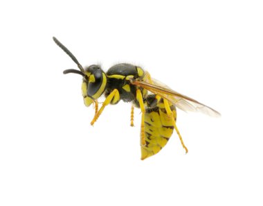 Wasp on white clipart