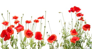 Beautiful red poppies clipart