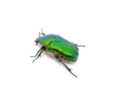 yeşil böcek