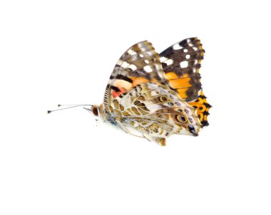 Vanessa Atalanta