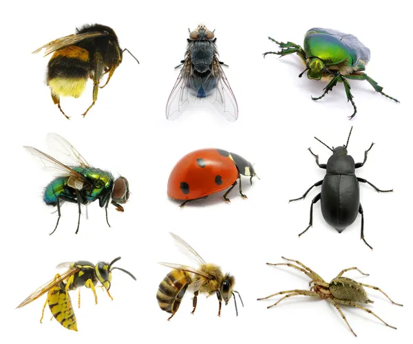 Set of insects — Stock Photo, Image