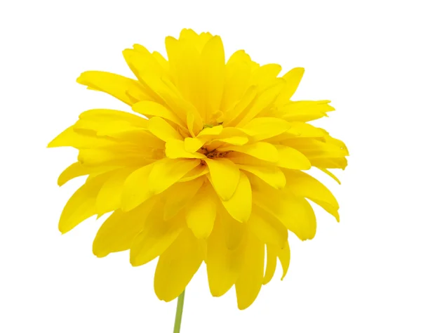 stock image Yellow flower