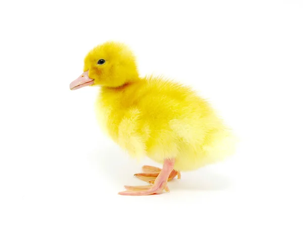 Pato amarillo — Foto de Stock