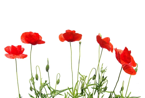 stock image Red poppies