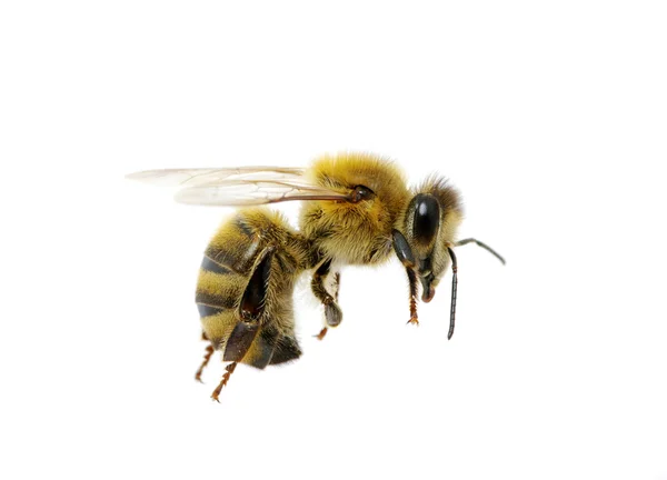 Bee biały — Zdjęcie stockowe