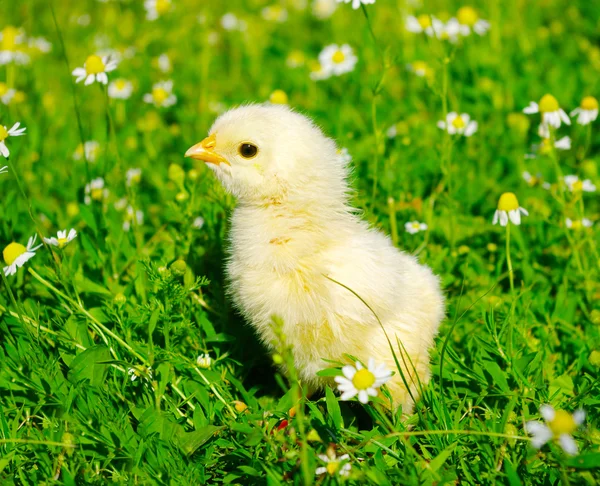 Kurczak na trawie — Zdjęcie stockowe