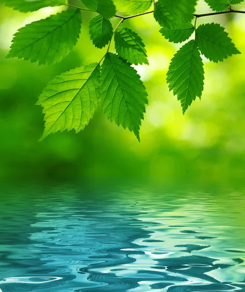 stock image Green leaves