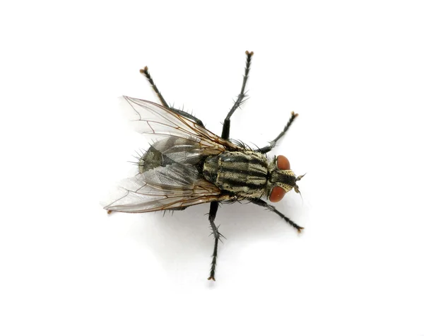 Fly on a white — Stock Photo, Image