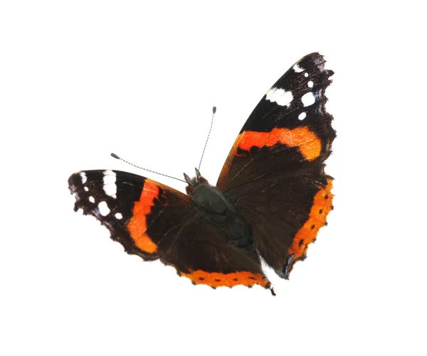 Mariposa sobre blanco —  Fotos de Stock