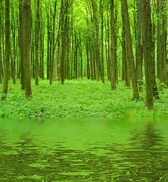 stock image Green forest