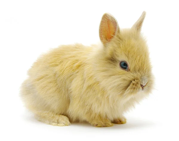 Kleine bruin konijn — Stockfoto
