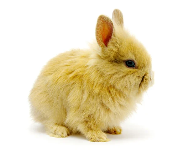 小棕兔 — 图库照片