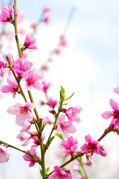 stock image Pink blossoms