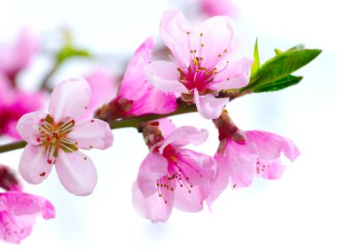 Pink blossoms clipart