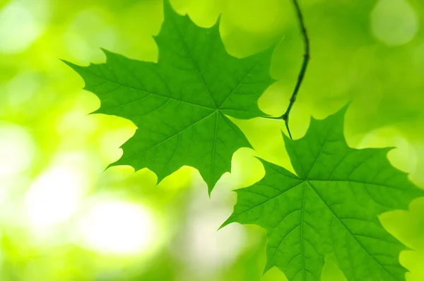 stock image Green leaves