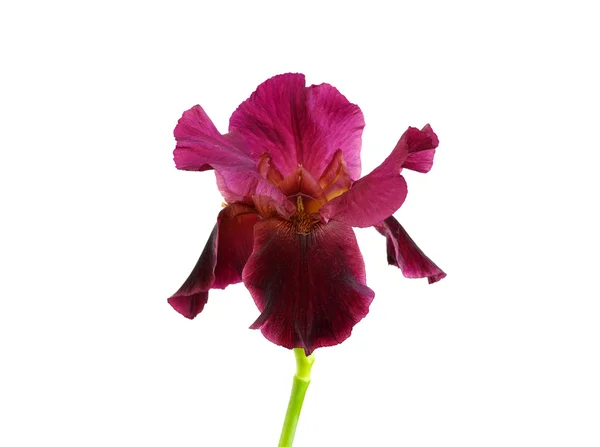 Iris op de witte — Stockfoto
