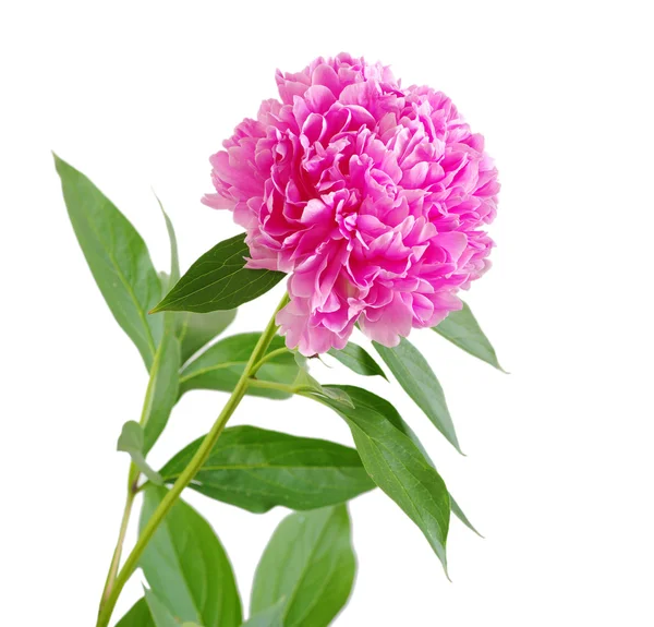 Розовый пионский цветок — стоковое фото