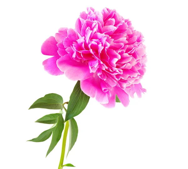 Pink peony flower — Stock Photo, Image