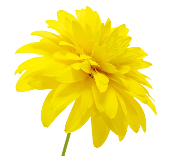Flor amarilla — Foto de Stock