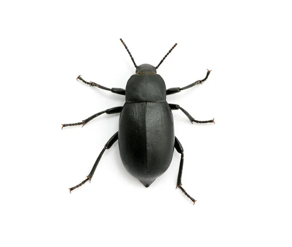 黑色甲壳虫 — 图库照片