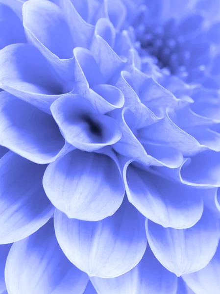 抽象花瓣 — 图库照片