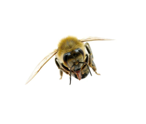 Stock image Bee on the white