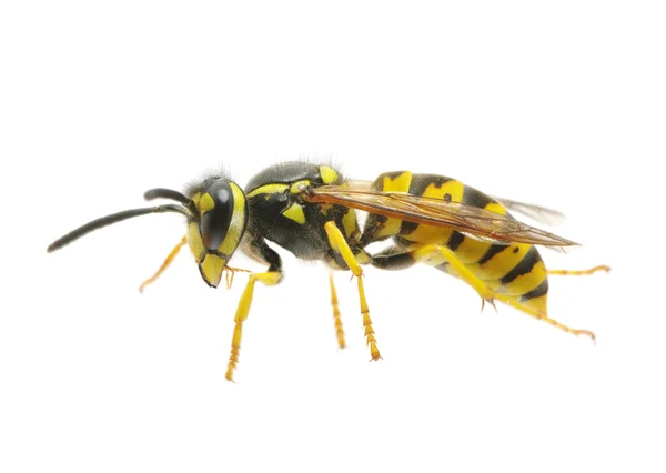stock image Wasp on the white