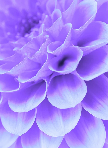 Abstract flower — Stock Photo, Image