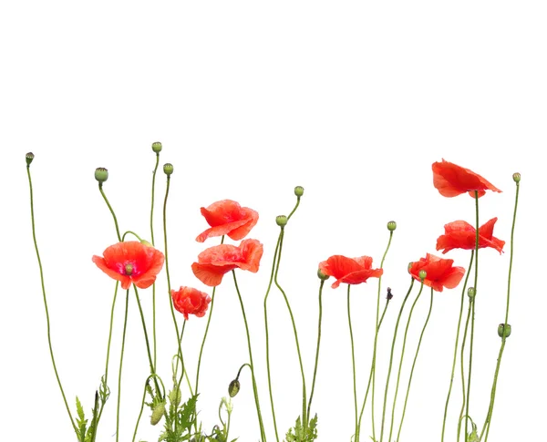 stock image Beautiful red poppies