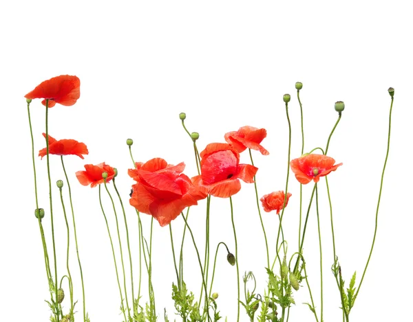Beautiful red poppies — Stock Photo, Image