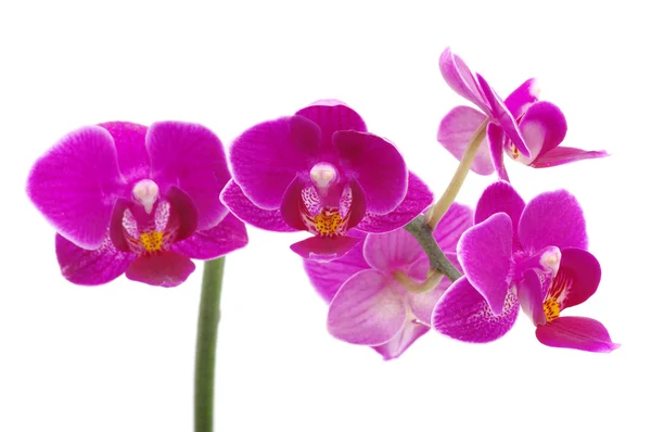 stock image Pink orchid