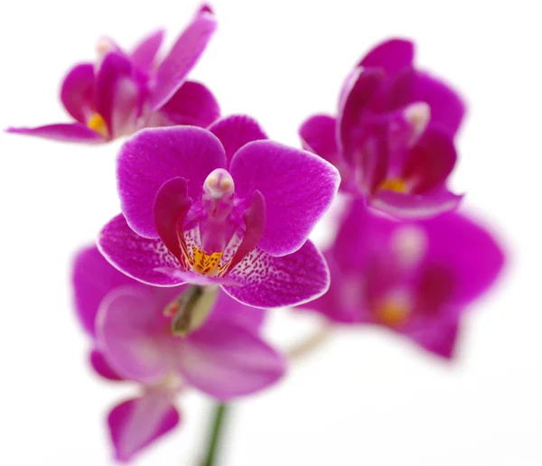 stock image Pink orchid